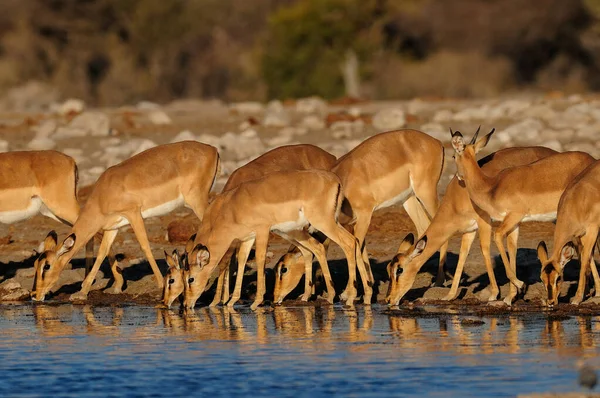Czarne Stado Impala Pije Wodopoju Etosha National Park Namibia Aepyceros — Zdjęcie stockowe