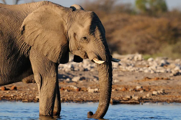 Elefante Africano Stand Water Etosha Nationalpark Namibia Loxodonta Africana — Fotografia de Stock