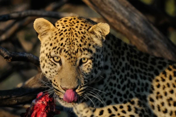 Leopard Κάθονται Στο Δέντρο Κρέας Namibia Panthera Pardus — Φωτογραφία Αρχείου