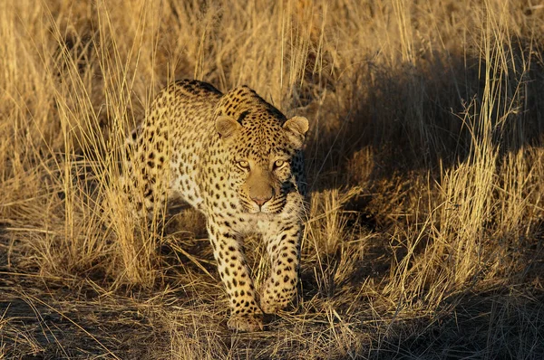 Leopard Sucht Fang Grasland Namibia Panthera Pardus — Stockfoto