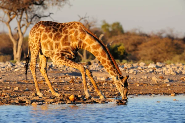 Girafa Está Bebendo Buraco Água Etosha National Park Namíbia Girafa — Fotografia de Stock