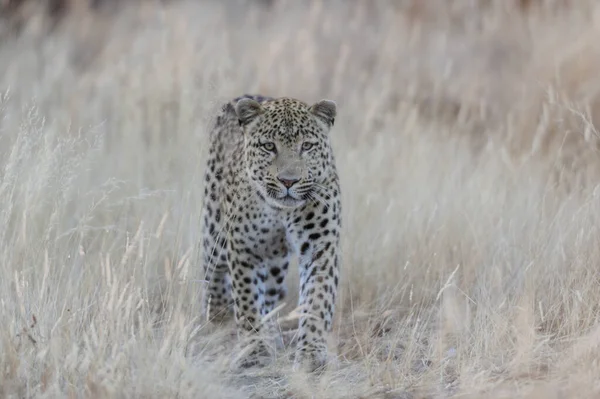 Leopardo Está Buscando Captura Pastizales Namibia Panthera Pardus —  Fotos de Stock