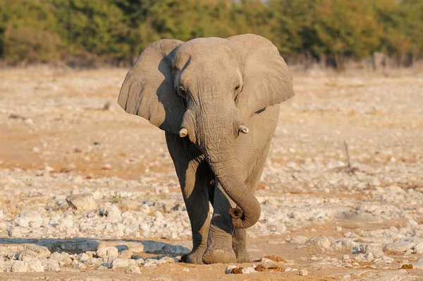 非洲象的行走 埃托沙国家公园 纳米巴 非洲羊驼 — 图库照片