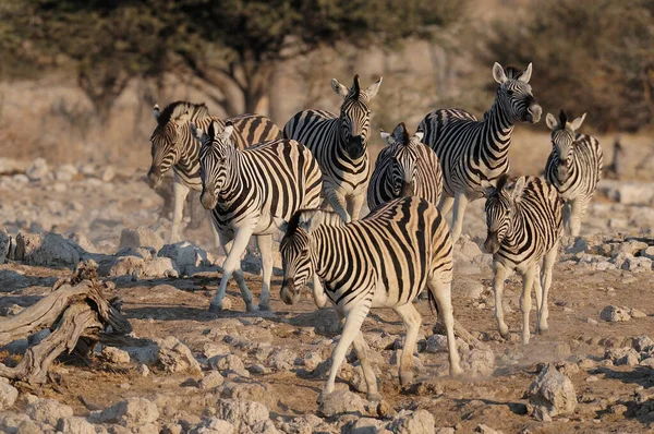 Burchell Zebra Group Run Etosha Natialpark Namibia Equus Burchelli — ストック写真