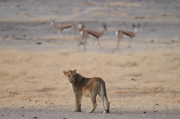 Afrykański Lew Wygląda Ciekawie Posypką Park Narodowy Etosha Namibia Panthera — Zdjęcie stockowe