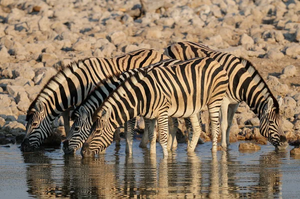 Burchell Zebra Sürüsü Bir Birikintisinde Içiyor Etosha Milli Parkı Namibya — Stok fotoğraf