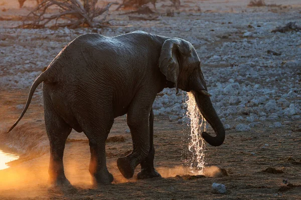 Африканский Слон Пьет Закате Парке Этоша Loxodonta Affa — стоковое фото