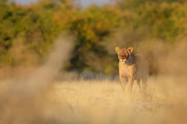 Αφρικανικό Λιοντάρι Φαίνονται Περίεργοι Λιβάδια Etosha Εθνικό Πάρκο Namibia Panthera — Φωτογραφία Αρχείου
