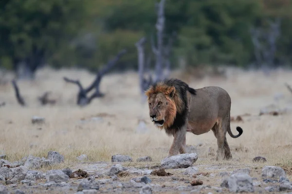 León Africano Macho Etosha Nationalpark Namibia Panthera Leo Imagen de archivo