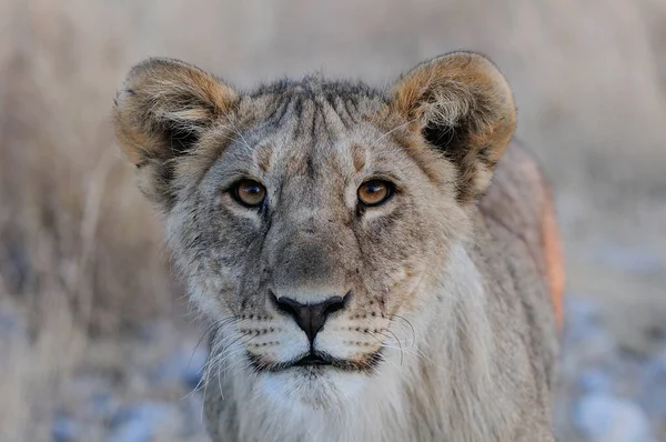 Lion Afrique Regard Curieux Portrait Tête Etosha Nationalpark Namibia Panthera Photos De Stock Libres De Droits