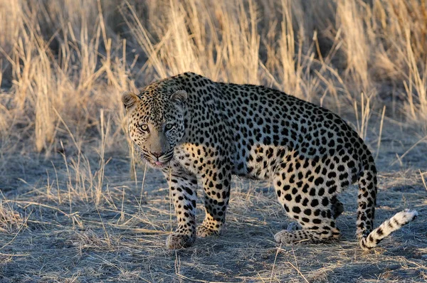 Leopardo Está Procura Captura Namibia Panthera Pardus Fotos De Bancos De Imagens