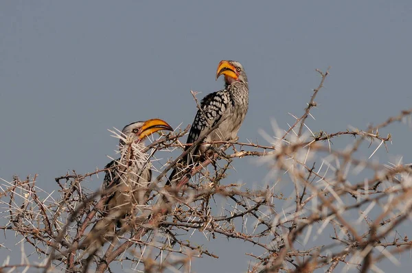 两个黄发黄的角嘴坐在纳米巴的国家公园 Tosha Nationalpark Namibia 的树上 免版税图库照片