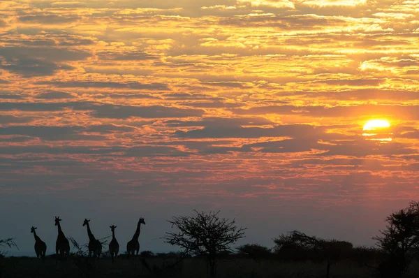 长颈鹿群站在日出的风景中 伊托沙国家公园 纳米巴 长颈鹿 图库照片