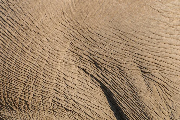 Detalle Piel Elefante Africano Etosha Nationalpark Namibia Loxodonta Africana Imagen de archivo