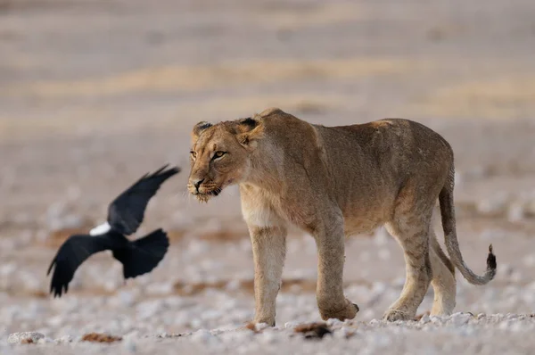 非洲狮子 头冠乌鸦 埃托沙国家公园 纳米巴 黑豹狮子 图库图片