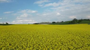 Sarı kolza tohumu tarlası