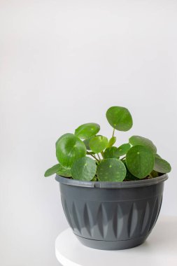 Beyaz arka planda saksıdaki ev bitkisi Pilea peperomioidleri. Güneş ışığı. Çin para fabrikası. Bahçecilik, hobi konsepti.