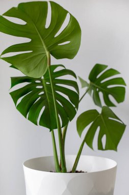 Saksı canavarı beyaz arka planda izole edilmiş, hatıra yaprakları veya bitkileri yakalıyor..