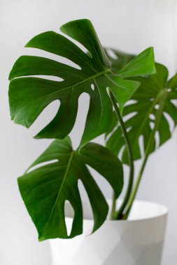 Saksı canavarı beyaz arka planda izole edilmiş, hatıra yaprakları veya bitkileri yakalıyor..