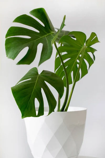 stock image Potted monstera isolated on white background, capturing trophic leaves or houseplants.