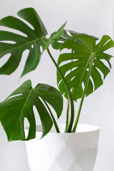 Potted Monstera Isolated White Background Capturing Trophic Leaves Houseplants Stock Image