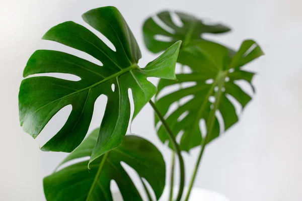 Potted Monstera Isolated White Background Capturing Trophic Leaves Houseplants Royalty Free Stock Photos