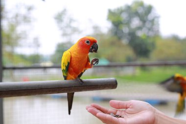 Kapalı el, elinde ayçiçeği tohumları hayvanat bahçesinde papağan kuşu besliyor..