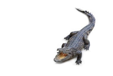 Crocodile isolated on white background. Image with Clipping path.