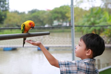 Asyalı küçük çocuk hayvanat bahçesinde papağan kuşu besliyor..