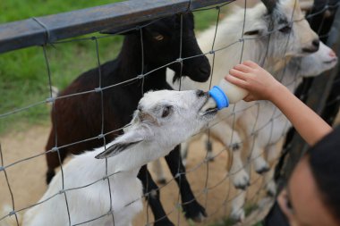 Küçük çocuğun eli kapalıyken küçük keçilere süt içirir..