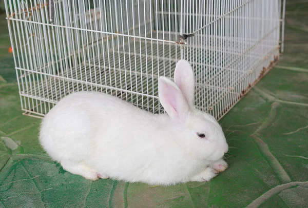 動物園の檻の前に立つ白いウサギ — ストック写真