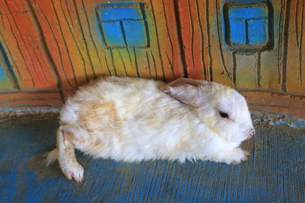 Schmutziges Kaninchen Liegt Zoo Thailand — Stockfoto