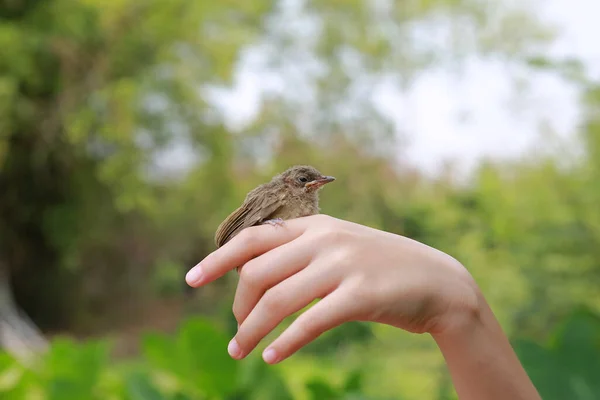 stock image Little sparrow sitting on human's hand, taking care of birds, friendship, love nature and wildlife. Concept of nature of life.