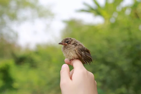 Kleine Mus Zittend Hand Van Mens Die Zorgt Voor Vogels — Stockfoto
