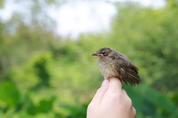 Little Sparrow Sitting Human Hand Taking Care Birds Friendship Love — Stock Photo, Image