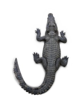 Timsah beyaz arka planda izole edilmiş. Clipping yolu ile resim. Üst görünüm.