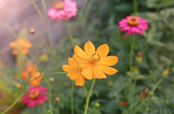 Bela Flor Cosmos Jardim Verão Com Raios Luz Solar Natureza — Fotografia de Stock