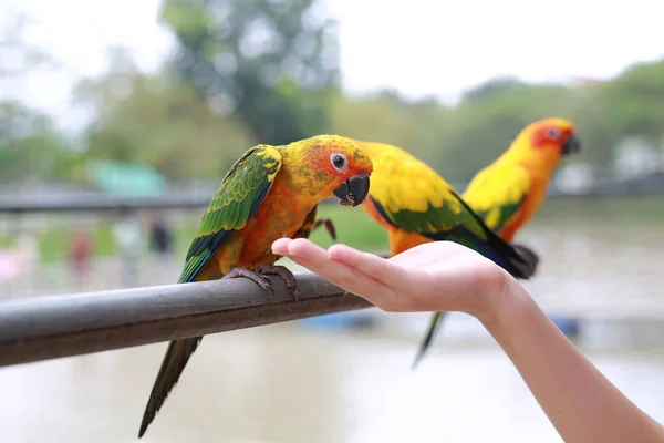 Hand Holding Sunflower Seeds Feeding Macaw Bird Animal Zoo — Stock Photo, Image