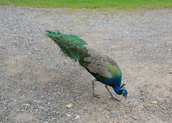 Elegant Peacock Garden — Fotografia de Stock
