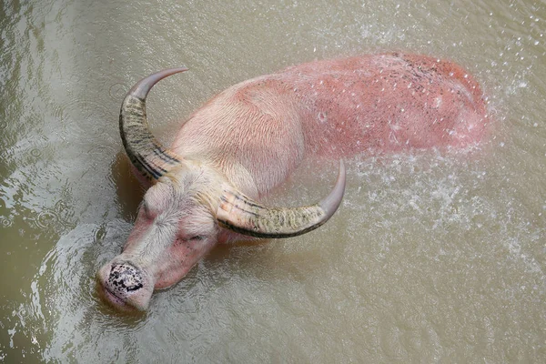 Buffalo Nadando Estanque — Foto de Stock