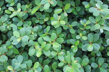 Yeşil duvar arkaplanı. Dekoratif yaprak dokusu.