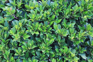 yeşil yapraklar duvar çiti dokusu arka plan. Bahçe dekorasyonu.