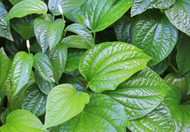 Yeşil bitki betel yaprağı ya da Chaplu yaprakları. Tayland 'da Herb.