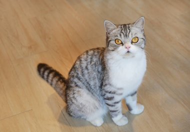 Amerikalı kısa saçlı kedi kameraya bakıyor ve ahşap zeminde oturuyor..