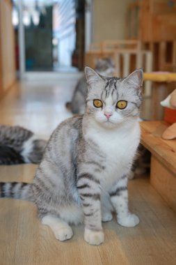 Amerikan kısa saçlı kedisi evdeki ahşap zeminde oturuyor..
