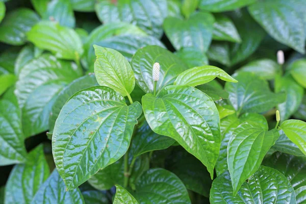 Green herb betel leaf or Chaplu leaves. Herb in Thailand.