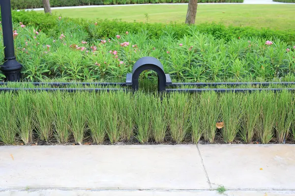 Травяной Забор Саду Общественном Парке Вдоль Аллеи Стоковое Фото