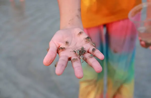 Close Tangan Gadis Muda Memegang Kepiting Kecil Stok Gambar