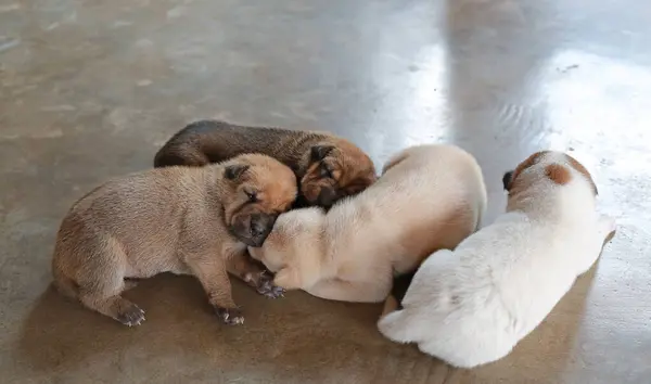 Sekelompok Anak Anjing Yang Baru Lahir Tidur Lantai Semen Stok Gambar Bebas Royalti