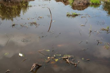 Çöplerle dolu gölet, çevresel sorunlar. Suda çok fazla atık var, bitkiler çürüyor..
